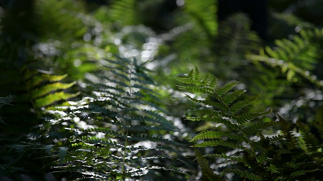 蕨类植物。特写镜头。树林。视频素材