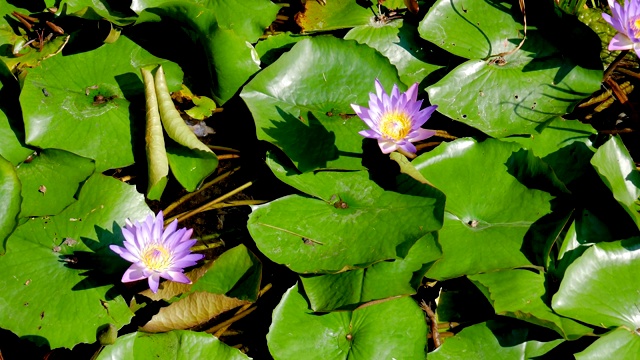 《湖中的蓝莲花》视频素材