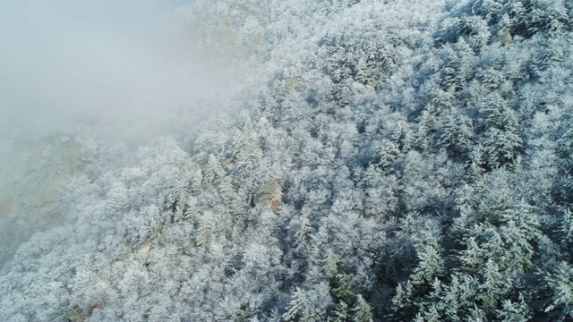 在被白雪皑皑的针叶树和灰色的云覆盖的山坡上的景色。山景观视频素材