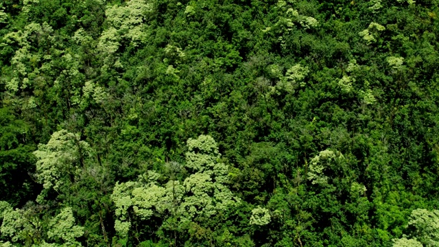 夏威夷毛伊岛绿色雨林山谷的鸟瞰图视频素材