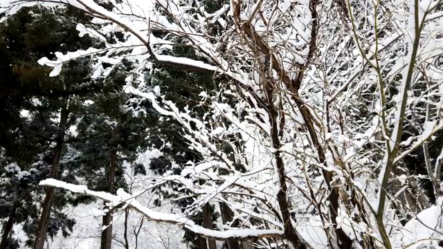 冬天森林里下雪视频素材