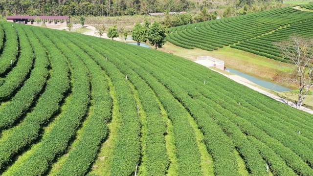 绿茶种植梯田鸟瞰图。农业和收获概念视频素材