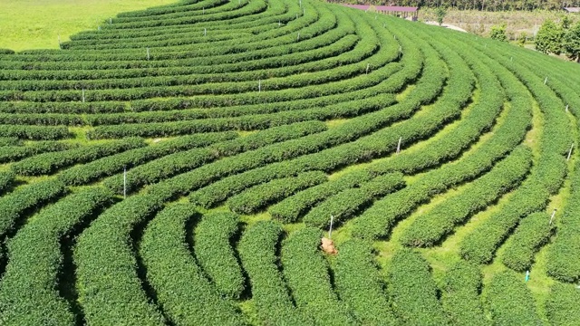 绿茶种植梯田鸟瞰图。农业和收获概念视频素材