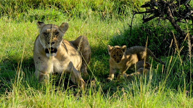 非洲狮，狮子Panthera Leo，母狮和两个幼崽，马赛马拉国家保护区，肯尼亚，非洲视频素材