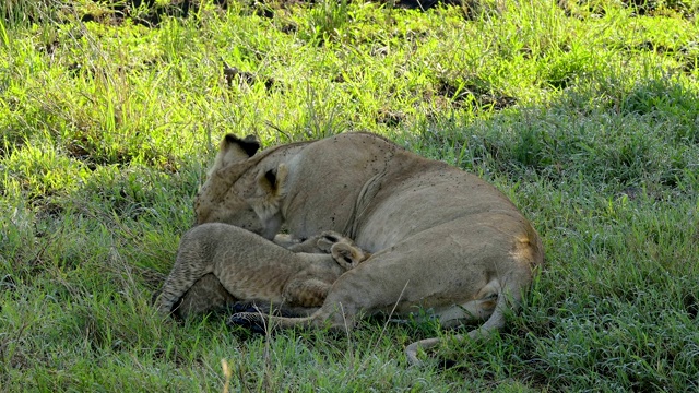 非洲狮，狮子Panthera Leo，母狮和两个幼崽，马赛马拉国家保护区，肯尼亚，非洲视频素材