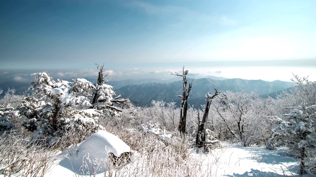 德岳山(国家公园)紫杉雪景视频素材