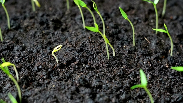 小株自由的植物向太阳移动，春天时光流逝，发芽视频素材