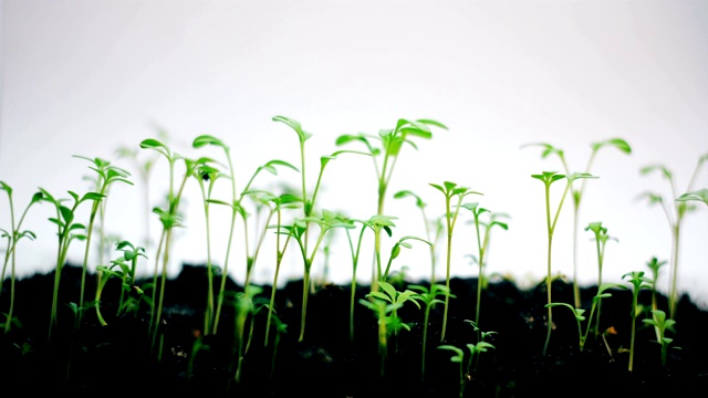 小株绿色植物生长，孤立在白色之上，春夏季时光流逝，新生视频素材