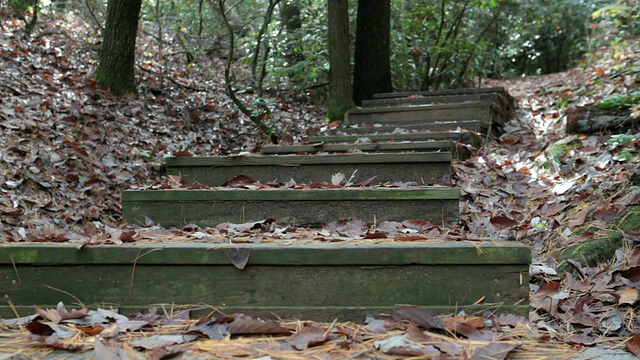 步骤在树林里视频素材