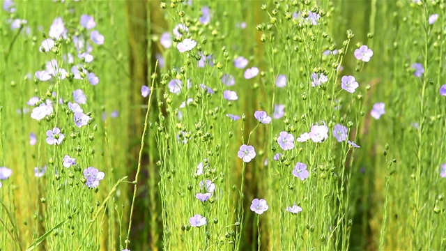 乡村初夏风光:亚麻田开花视频素材