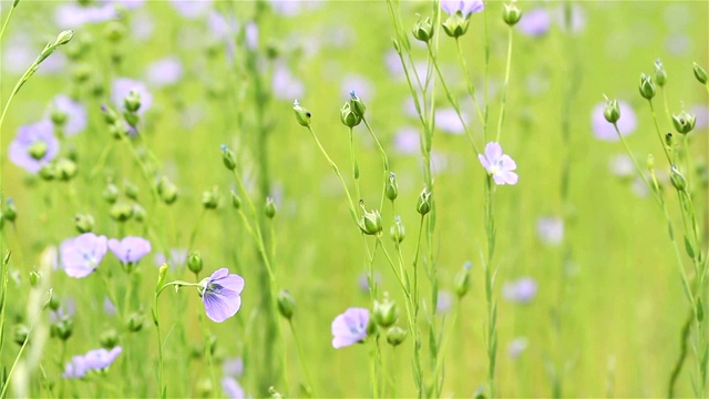 乡村初夏风光:亚麻田开花视频素材