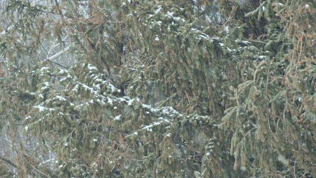 松树林里有一场暴风雪视频素材