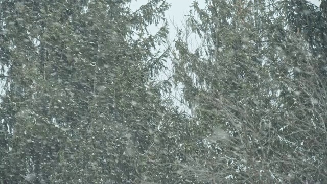 松树林里有一场暴风雪视频素材