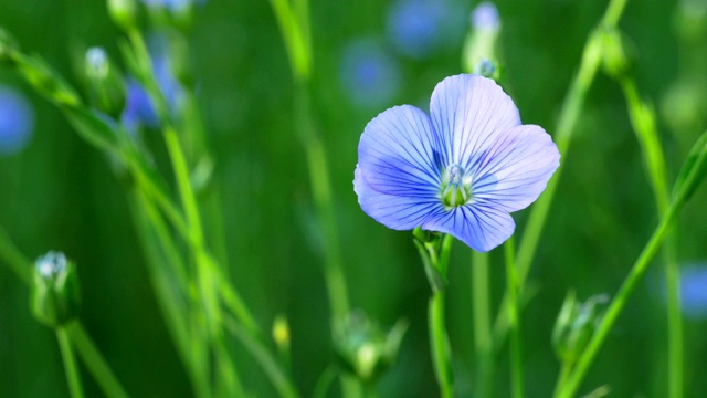 乡村初夏风光:亚麻田开花视频素材