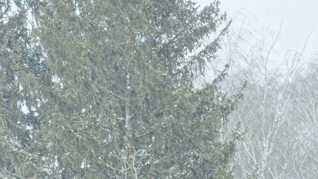 松树林里有一场暴风雪视频素材