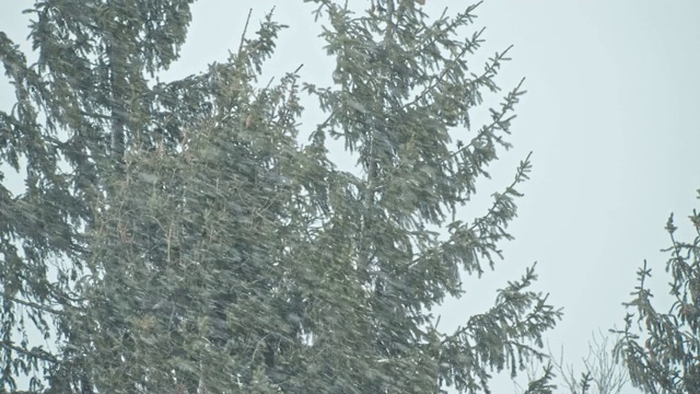 松树林里有一场暴风雪视频素材