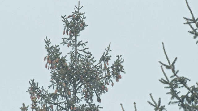 松树林里有一场暴风雪视频素材