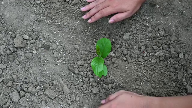 人们正在植树从俯视图视频慢动作120帧视频素材