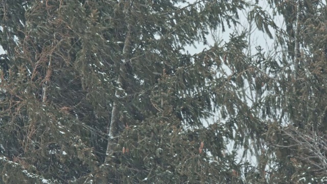 松树林里有一场暴风雪视频素材