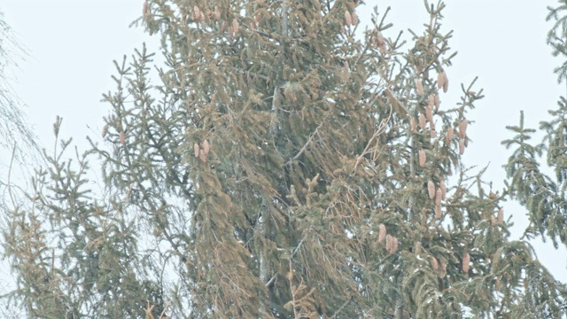 松树林里有一场暴风雪视频素材