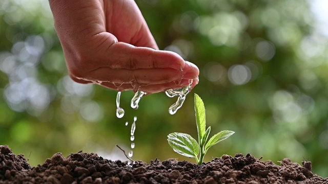 人们正在给植物浇水视频慢动作120帧视频素材