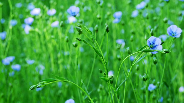 乡村初夏风光:亚麻田开花视频素材