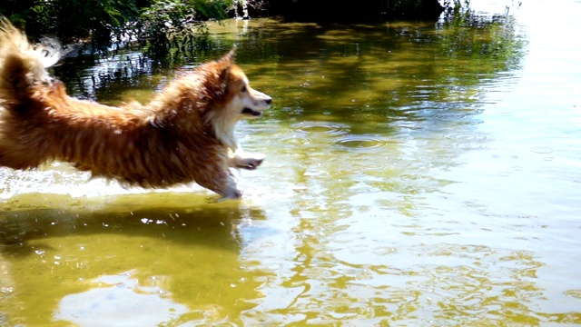 威尔士柯基犬在河边玩玩具视频素材