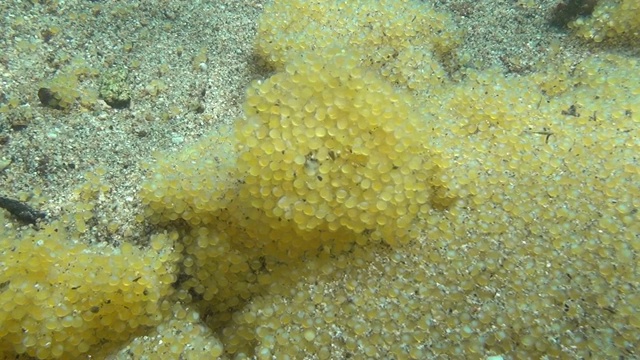 海龙达斯的卵在水下视频素材