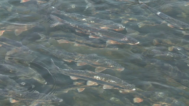 一群海龙在河里游泳视频素材