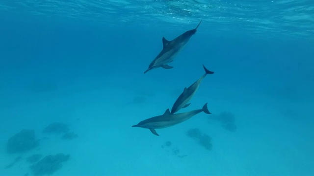 三只幼年海豚在蓝色的水面下玩耍。飞旋海豚(Stenella longirostris)，水下拍摄视频素材