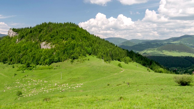 在阳光明媚的夏季，羊群在喀尔巴阡山草地上快速移动，喂养着绿色的牧场视频素材