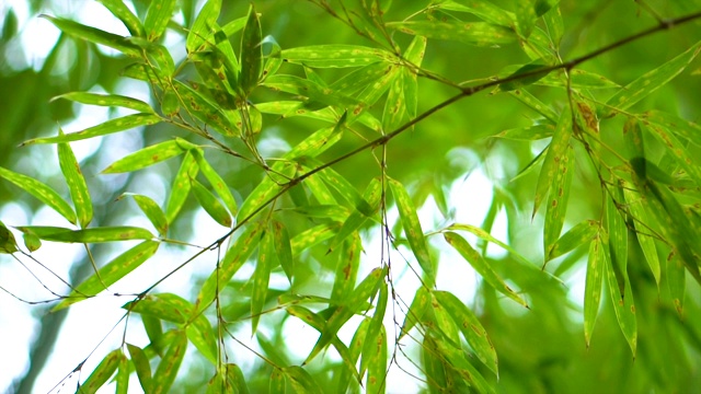 竹植物叶片视频素材