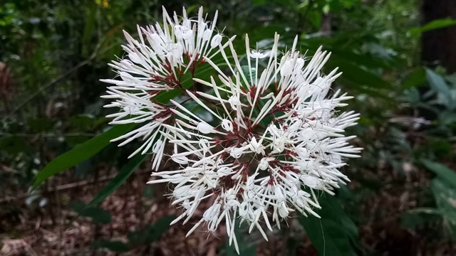 Ixora cibdela Craib，森林中的野花视频素材