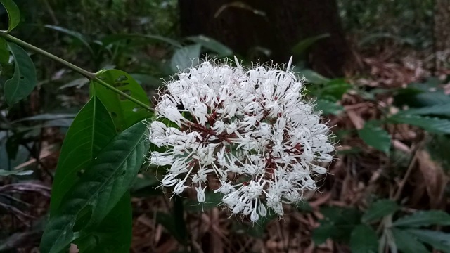 Ixora cibdela Craib，森林中的野花视频素材