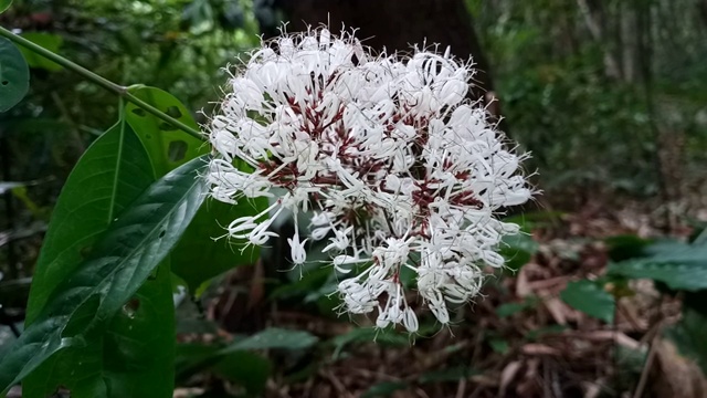 Ixora cibdela Craib，森林中的野花视频素材