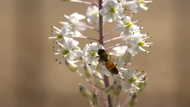 蜜蜂从德里米娅花中采集花粉和花蜜视频素材