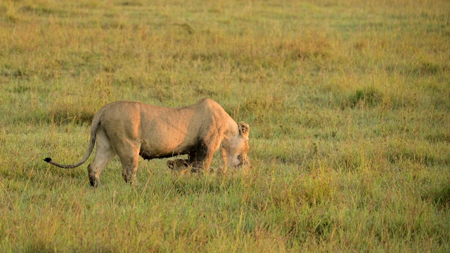 非洲狮，狮子Panthera Leo，母狮和两个幼崽，马赛马拉国家保护区，肯尼亚，非洲视频素材