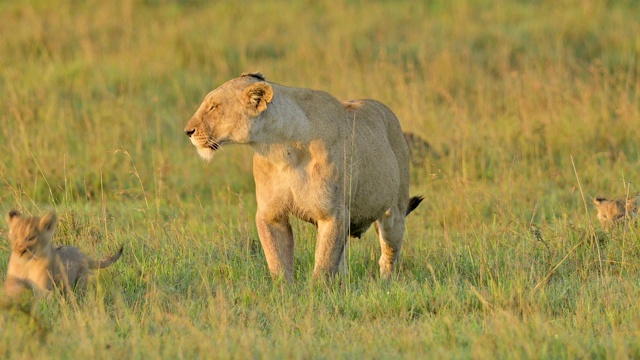 非洲狮，狮子Panthera Leo，母狮和两个幼崽，马赛马拉国家保护区，肯尼亚，非洲视频素材