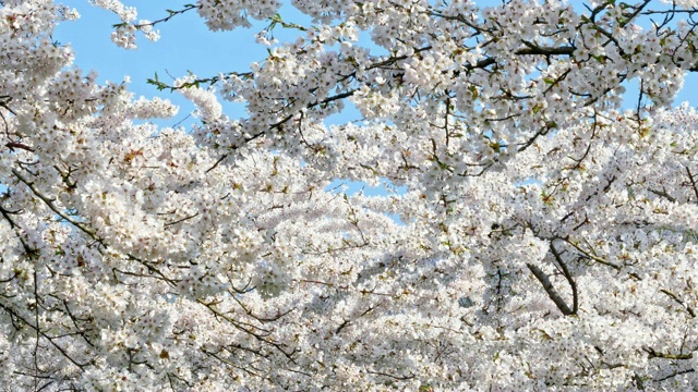 樱花盛开的季节花见视频素材