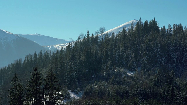 冬季山区的针叶林视频素材