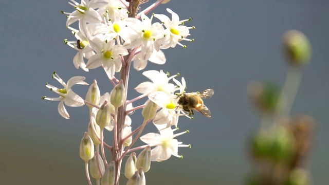 蜜蜂从德里米娅花中采集花粉和花蜜视频素材