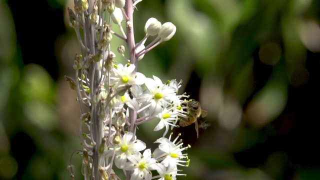 蜜蜂从德里米娅花中采集花粉和花蜜视频素材