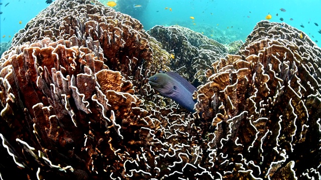 缅甸珊瑚礁中的巨型海鳗(Gymnothorax javanicus)。视频素材