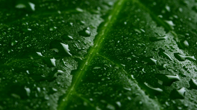 雨点落在热带树叶上，动作缓慢而柔和视频素材