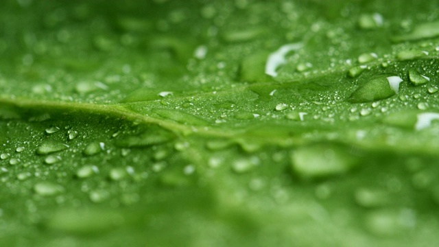 雨点落在热带树叶上，动作缓慢而柔和视频素材