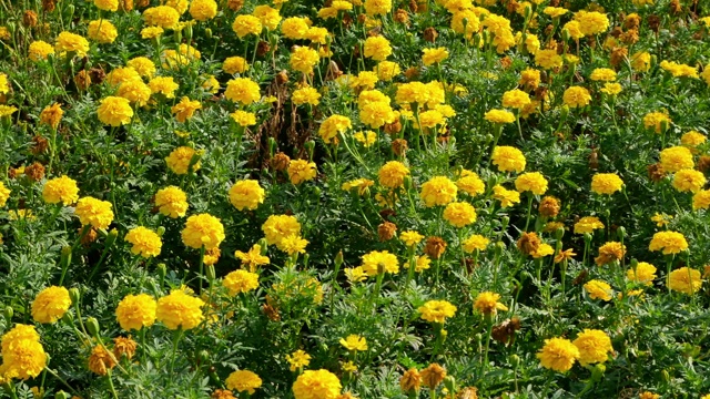 花园里的万寿菊视频素材