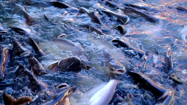 夜间河流淡水鱼摄食组视频素材