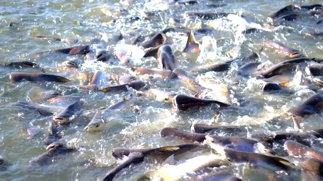 夜间河流淡水鱼摄食组视频素材