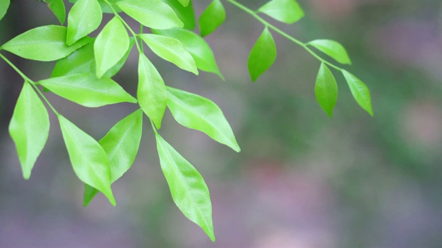 白色背景下的夏日树叶视频素材