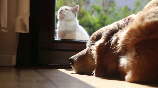 金毛猎犬视频下载